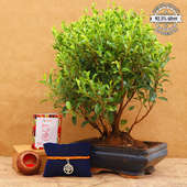 Rakhi And Banyan Tree Plant Combo